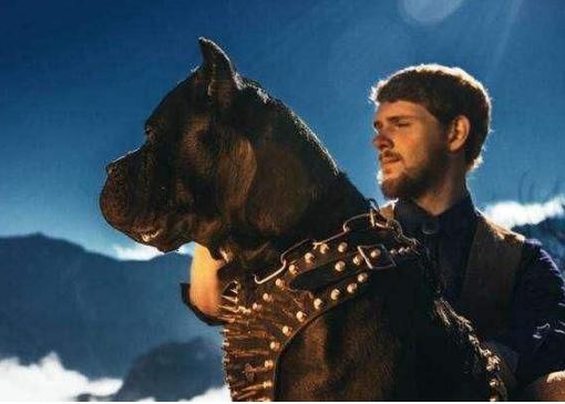 养狗讲究多8大禁忌绝不能犯,养狗养什么大型犬比较安全