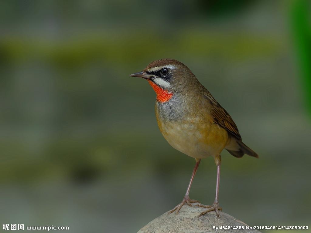 红点颏的饲养换毛技巧,红点颏的饲养方法