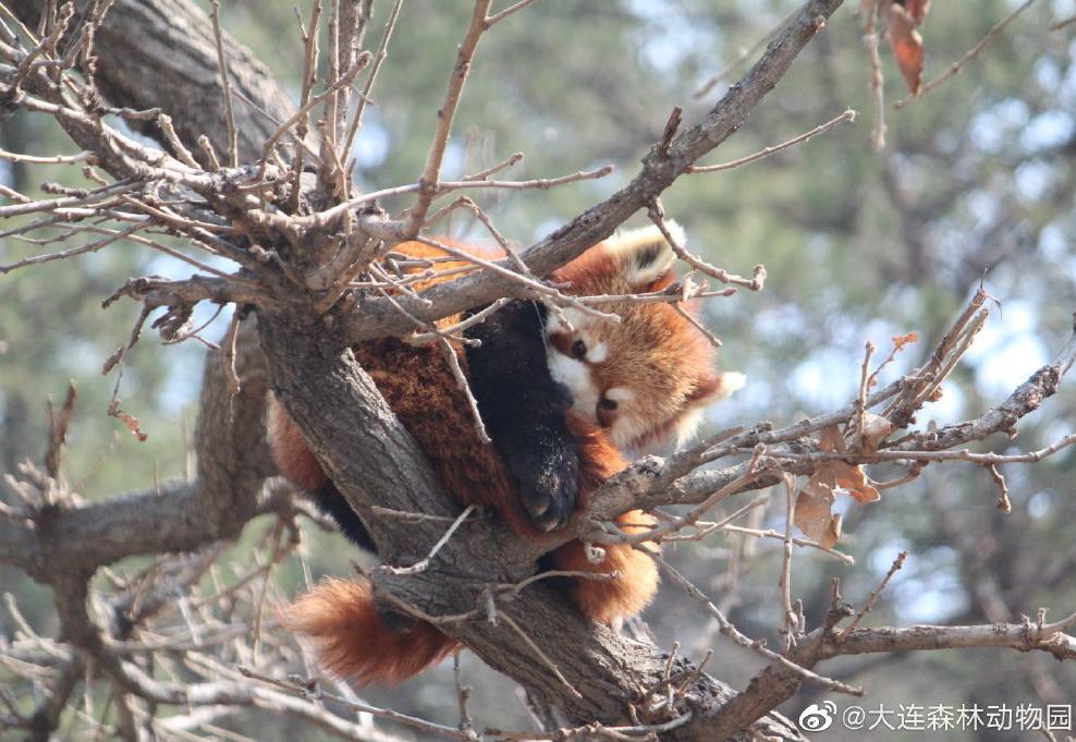 海滩再现绝美荧光海宛如蓝色星河,成都荧光海滩