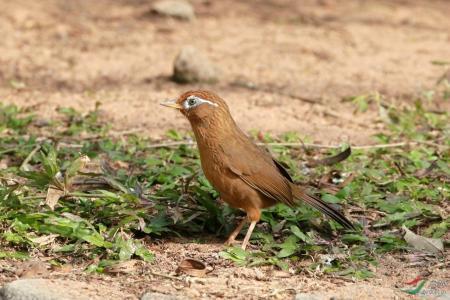养鸟人必备技能,养鸟都需要做些什么