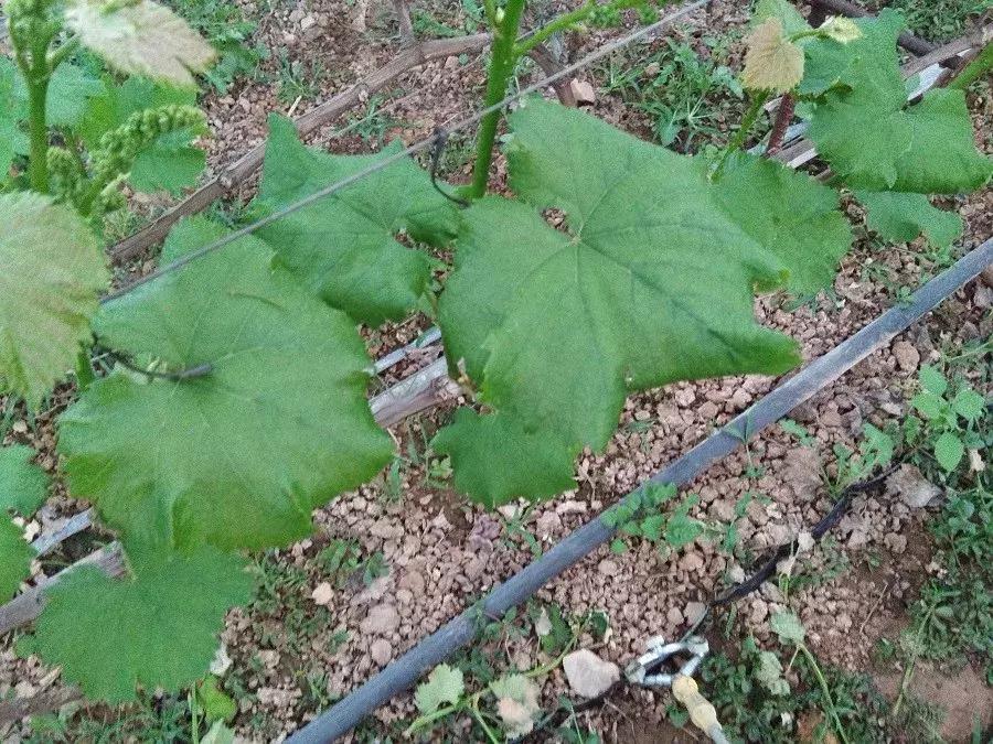 葡萄倒春寒多少度能形成冻害,葡萄叶片边缘失水萎蔫是什么原因