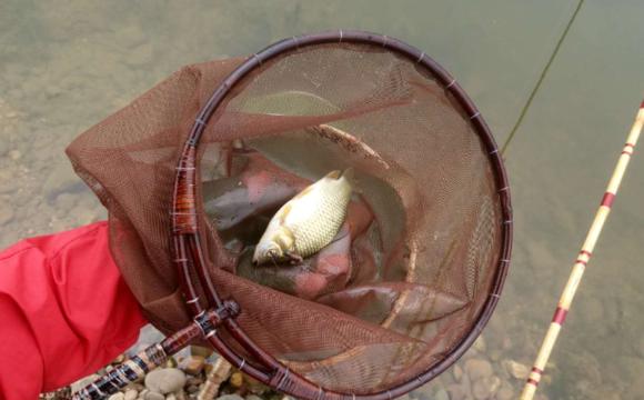 自制竹子鱼竿教程钓鲫鱼,自制鱼竿钓小鱼方法与技巧