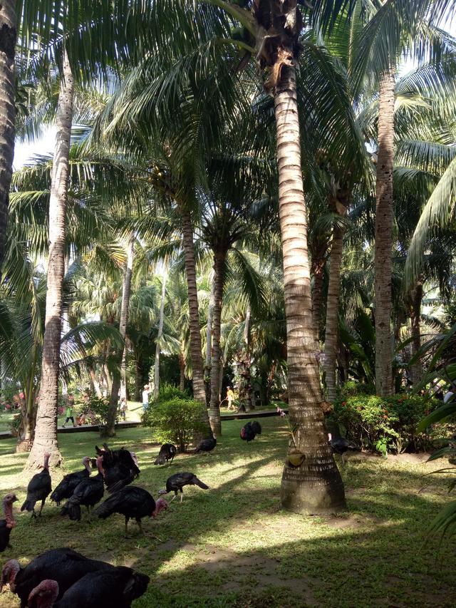 蜈支洲岛到天涯海角有多远,蜈支洲岛和天涯海角哪个好