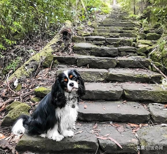 不喂狗会复位吗,不喂狗的下场