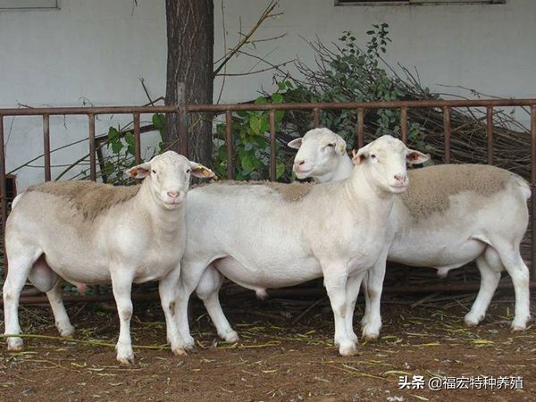 白头杜泊羊和澳洲白种公羊区别,真假杜泊羊图片对比