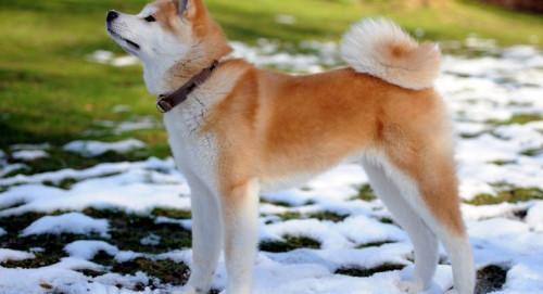 女生适合养的宠物狗品种有哪些,中型白色长毛宠物狗品种及图片