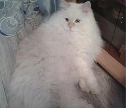 一只灵魂画手遇到猫,分享一组灵魂画手的作品