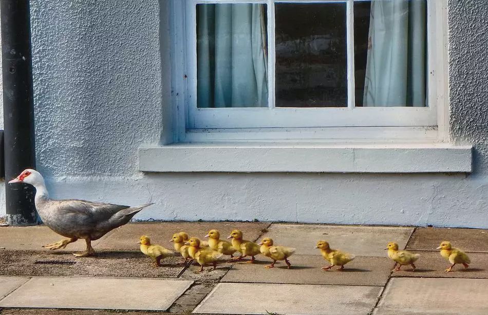 合同鸭养殖亏损怎么办,养殖业合同鸭稳定吗