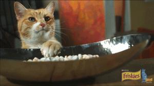 自从有了橘猫,我终于体会到什么叫“十橘九渣”!