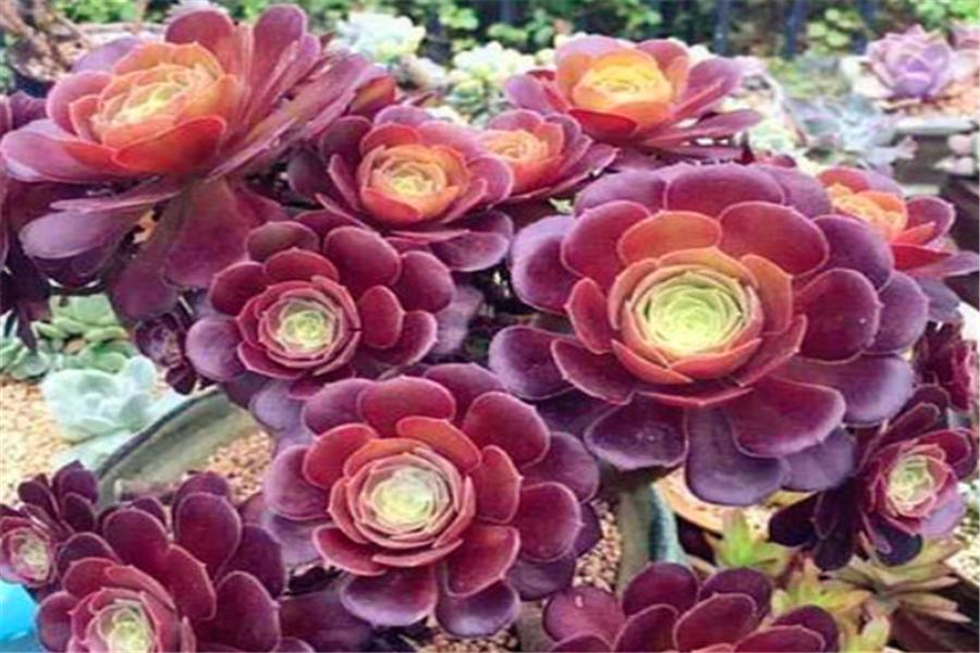 多肉黑法师如何修枝,养黑法师怎么上色