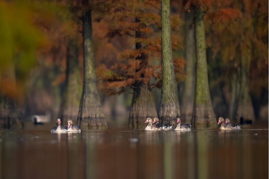 佳能eos鸟眼对焦,佳能拍飞鸟对焦最佳方法