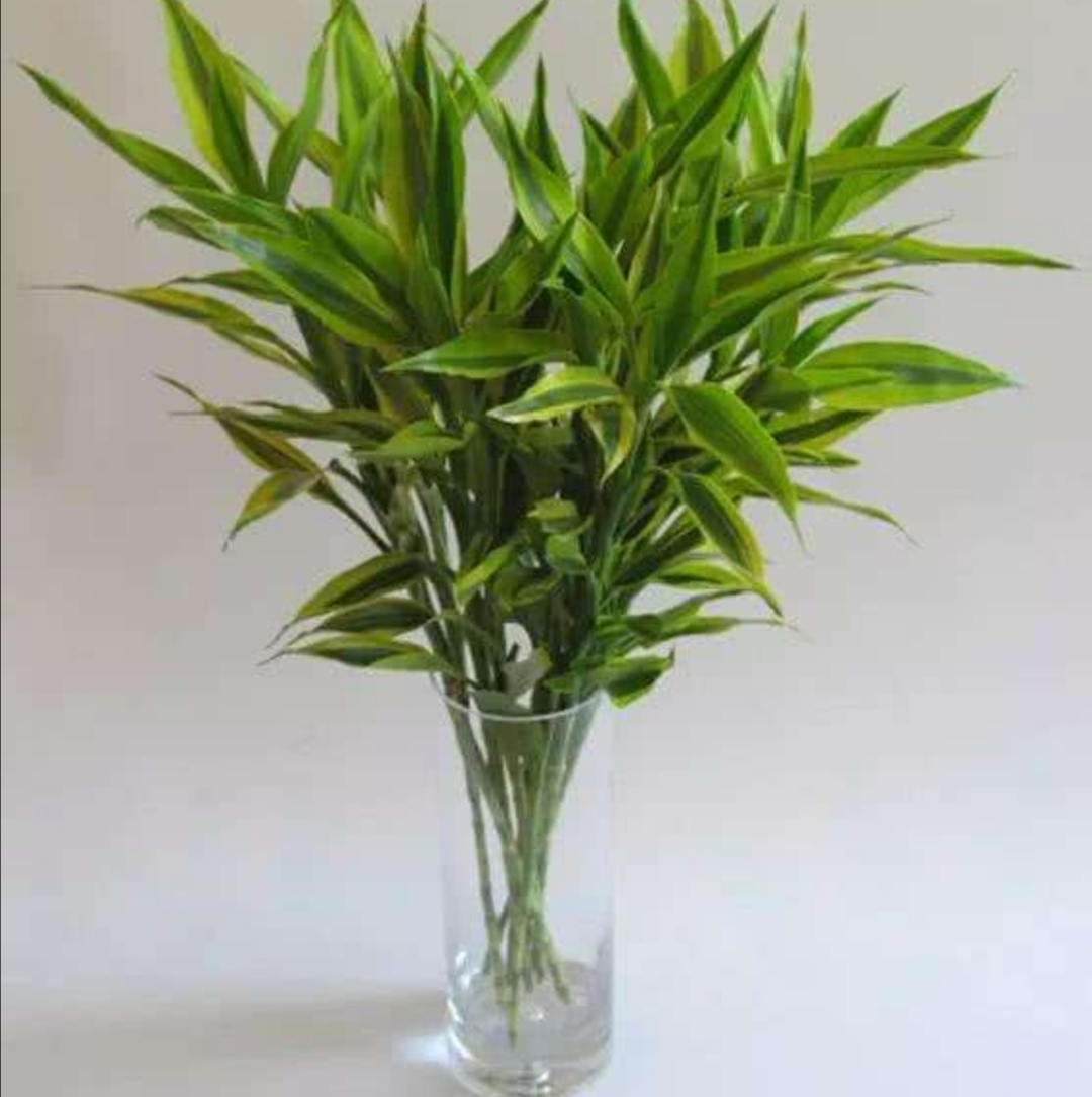 家庭水培富贵竹，常出现黄叶现象，该如何来解决？