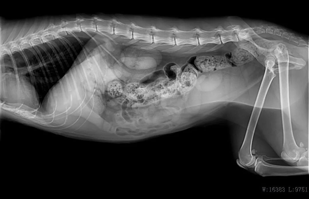 ​猫咪“甜蜜的负担”，当患有糖尿病时，应如何治疗？