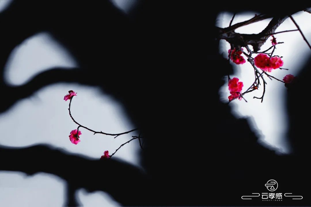 李鸿飞摄影作品初春,李鸿飞画家