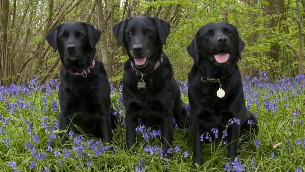 养拉布拉多犬的好处和坏处,养拉布拉多有什么好处和坏处