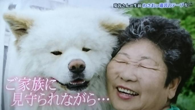 日本网红狗狗去世,日本狗死了