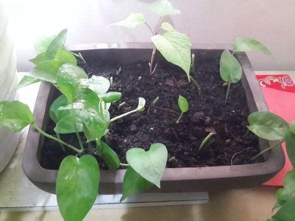 不会扦插的花怎么办,不会养花只养绿萝