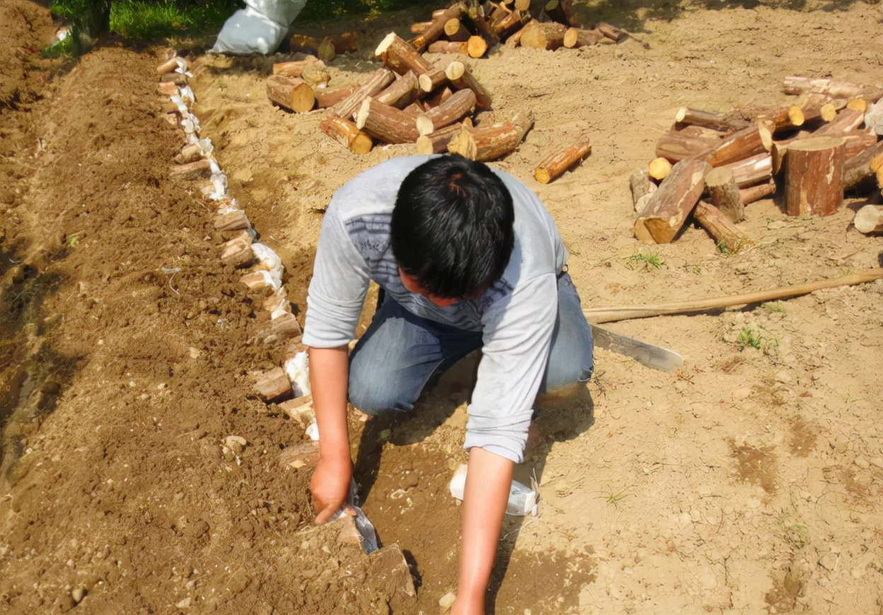 茯苓树叶子枯萎了,茯苓一般生长在死掉的松树根部吗