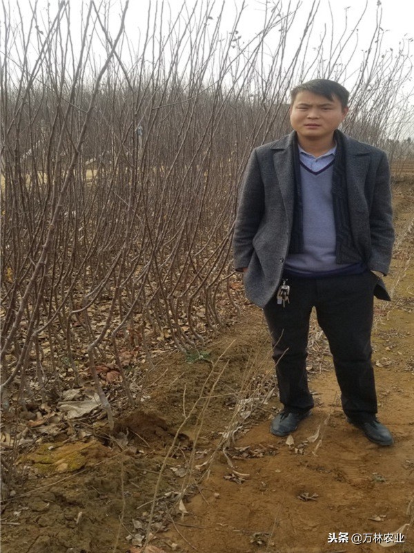 黑卡苹果品种,嘎啦果苹果什么价格