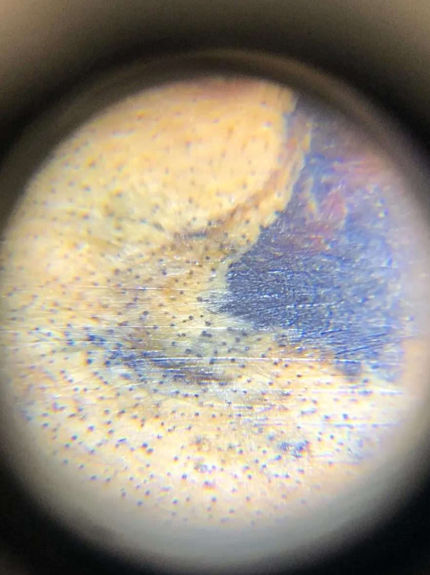 满血海柳的鉴别方法,绿色海柳鉴别