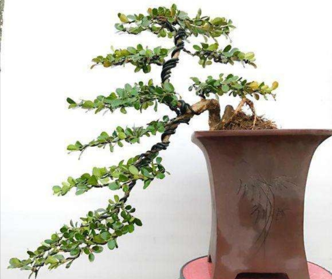 黄杨盆景适合做附石盆景吗,黄杨盆景的造型技巧