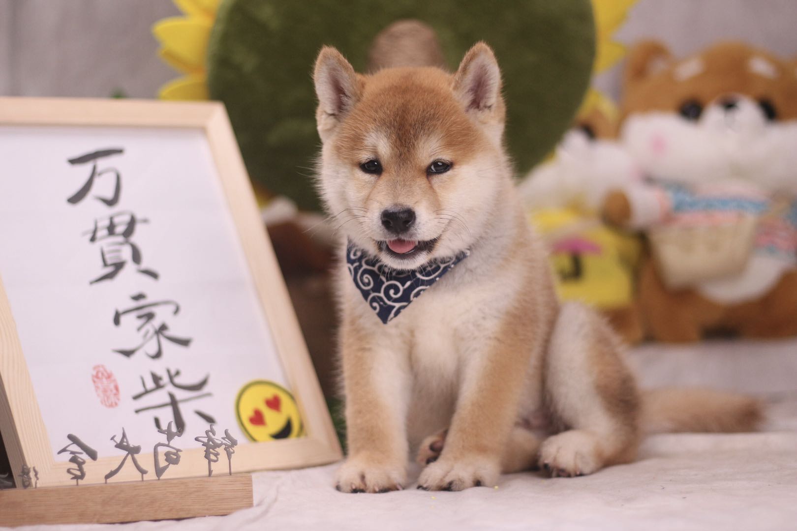 上海购买柴犬去哪里买,上海市犬舍买狗