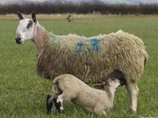 羊瘦弱的原因和解决方法,羊吃不下东西怎么办最有效的方法