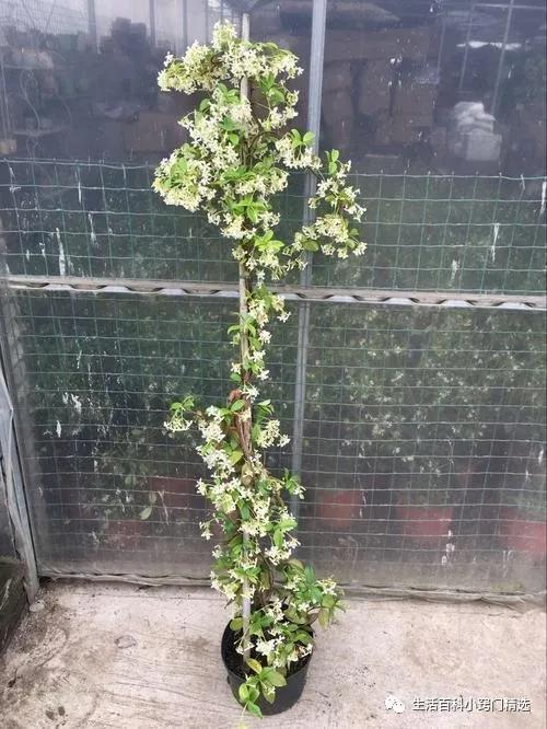 适合阳台盆栽暴晒的爬藤植物,适合阳台暴晒的花爬藤