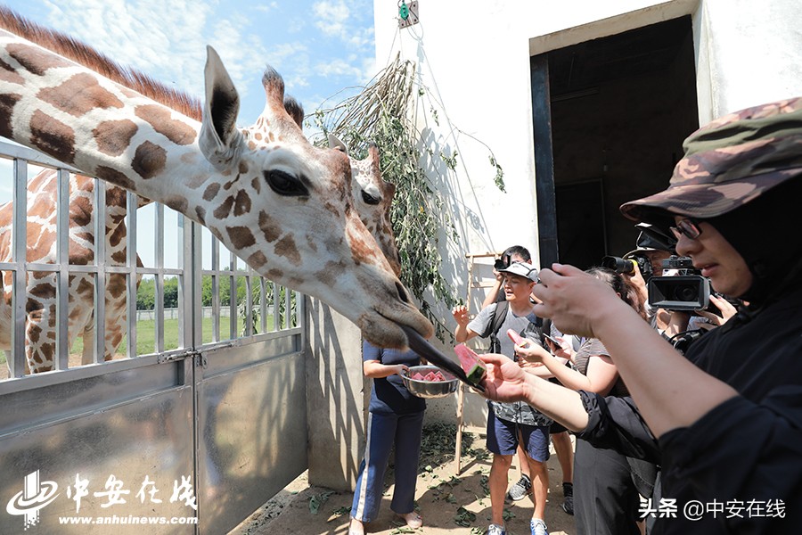 安徽七月路人视角,安徽七月天气列表