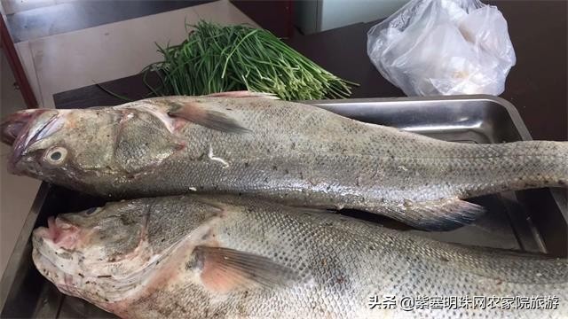 绉︾殗宀涙梾娓稿彲浠ュ嚭娴锋崟楸肩殑鍦版柟 (绉︾殗宀涚墽娴疯繙鑸啘瀹堕櫌)