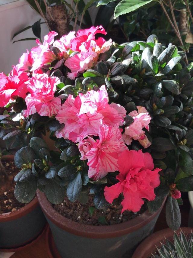 养花10年浇水技巧,花卉浇水干湿循环几天最好