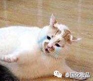 mistine变装,mistine改造