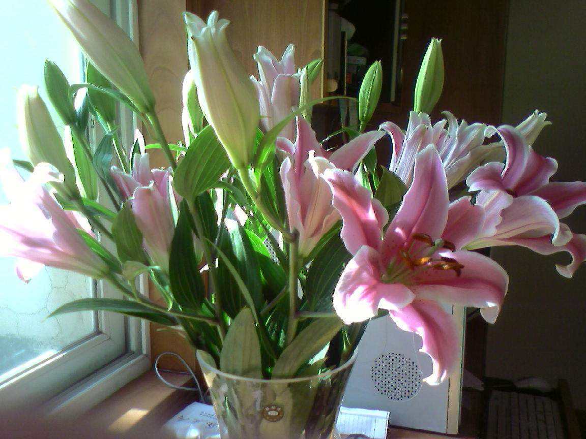 百合花怎样养才能开花更久,养了一个月的百合不开花