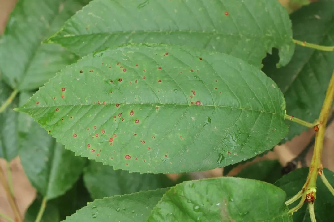 图说樱桃病虫害防治关键技术书籍,樱桃病虫害防治图谱