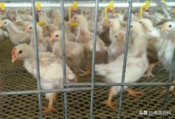 鸡群消瘦掉毛严重,鸡群消瘦怎么治
