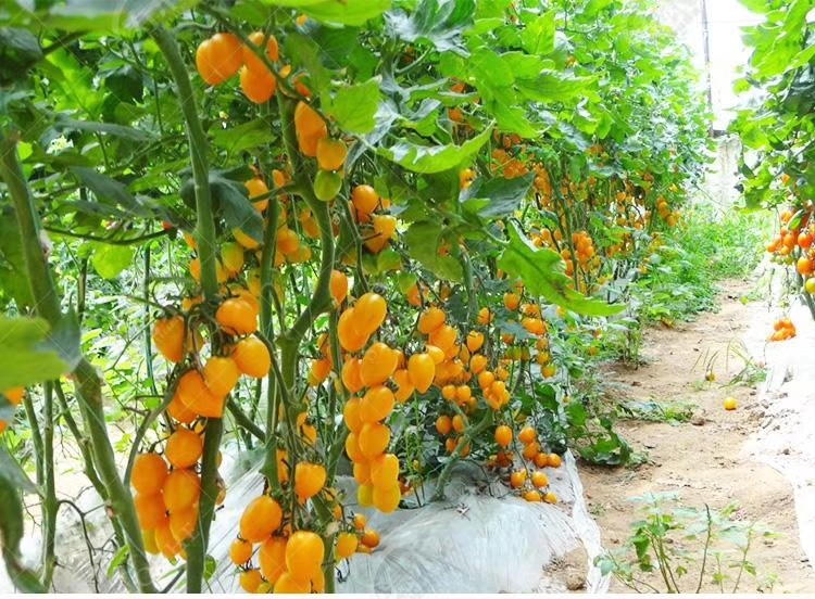 旅游中的回忆画,回忆生活照片的句子