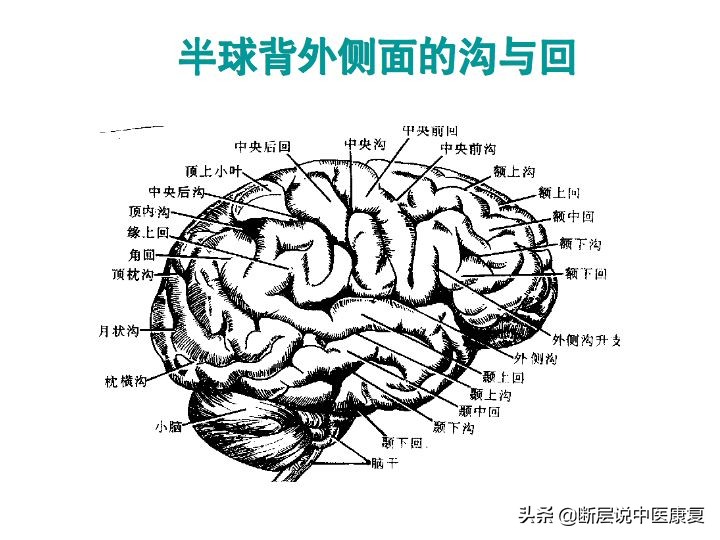 中枢神经系统断层解剖讲解,中枢神经3d解剖动画
