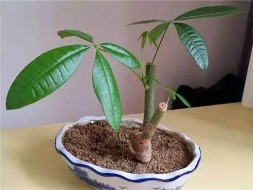 发财树的叶片能不能扦插盆栽,绿萝发财树怎么养才能更旺盛