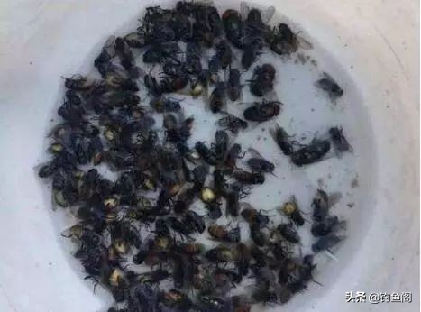 野钓除了蚯蚓用什么饵,野钓用什么活饵最好