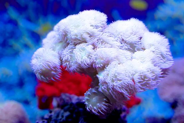 带你们看一下神奇的海底世界,高清60帧海底世界