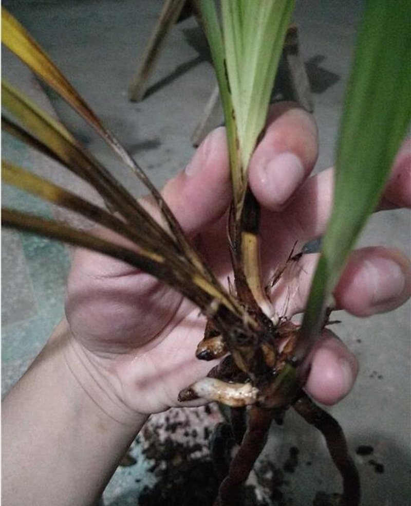 花瓶的兰花叶片发黄怎么处理,兰花叶片发黄需要施什么肥料