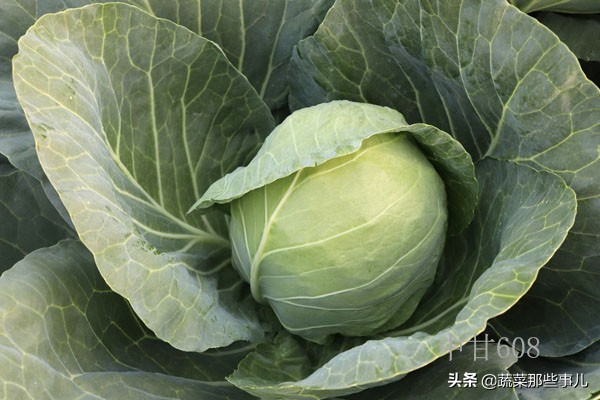 十字花科蔬菜种子,十字花科蔬菜名单