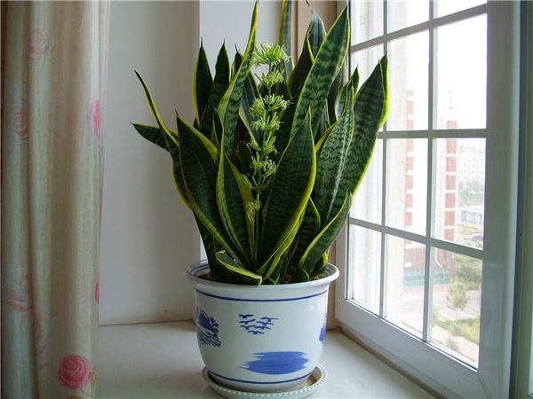 卫生间除异味适合养什么植物,卫生间有味养啥植物