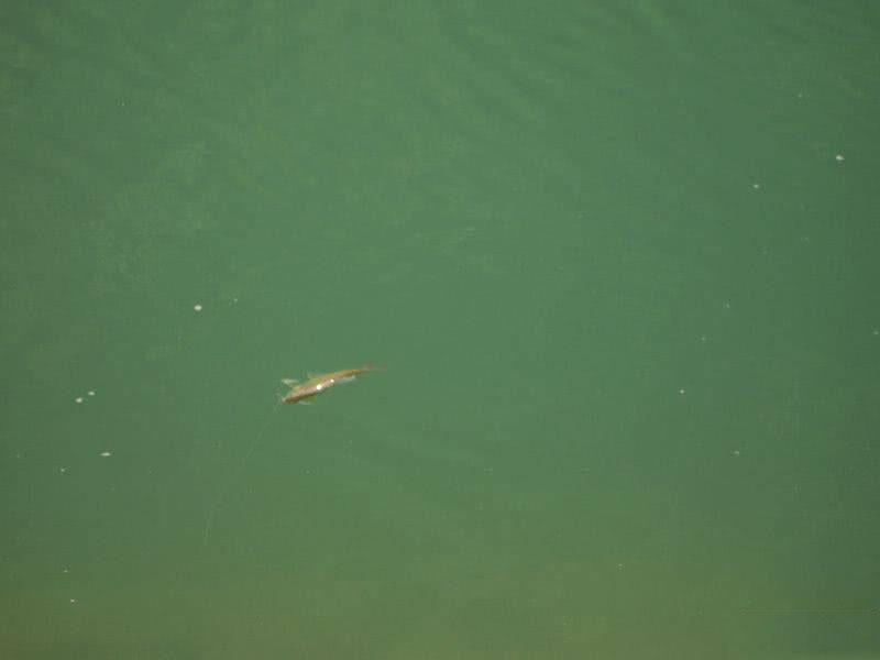 盘车冲钓赤尾,盘车冲钓青尾鲴