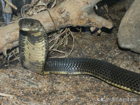 亚洲眼镜蛇的九个亚种,亚洲眼镜蛇分布区域