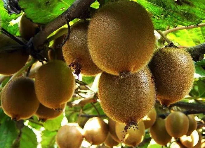 水果之王是什么水果猕猴桃,猕猴桃的美文