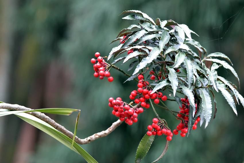金玉满堂红果树开什么样的花,金玉满堂的红果子能培育小苗吗