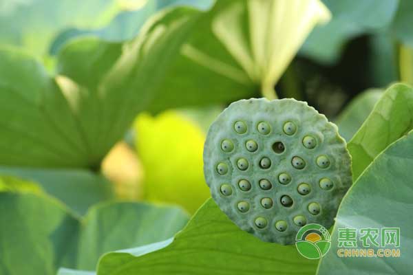 莲子种植和莲藕种植方法,莲子种植技术视频与产量