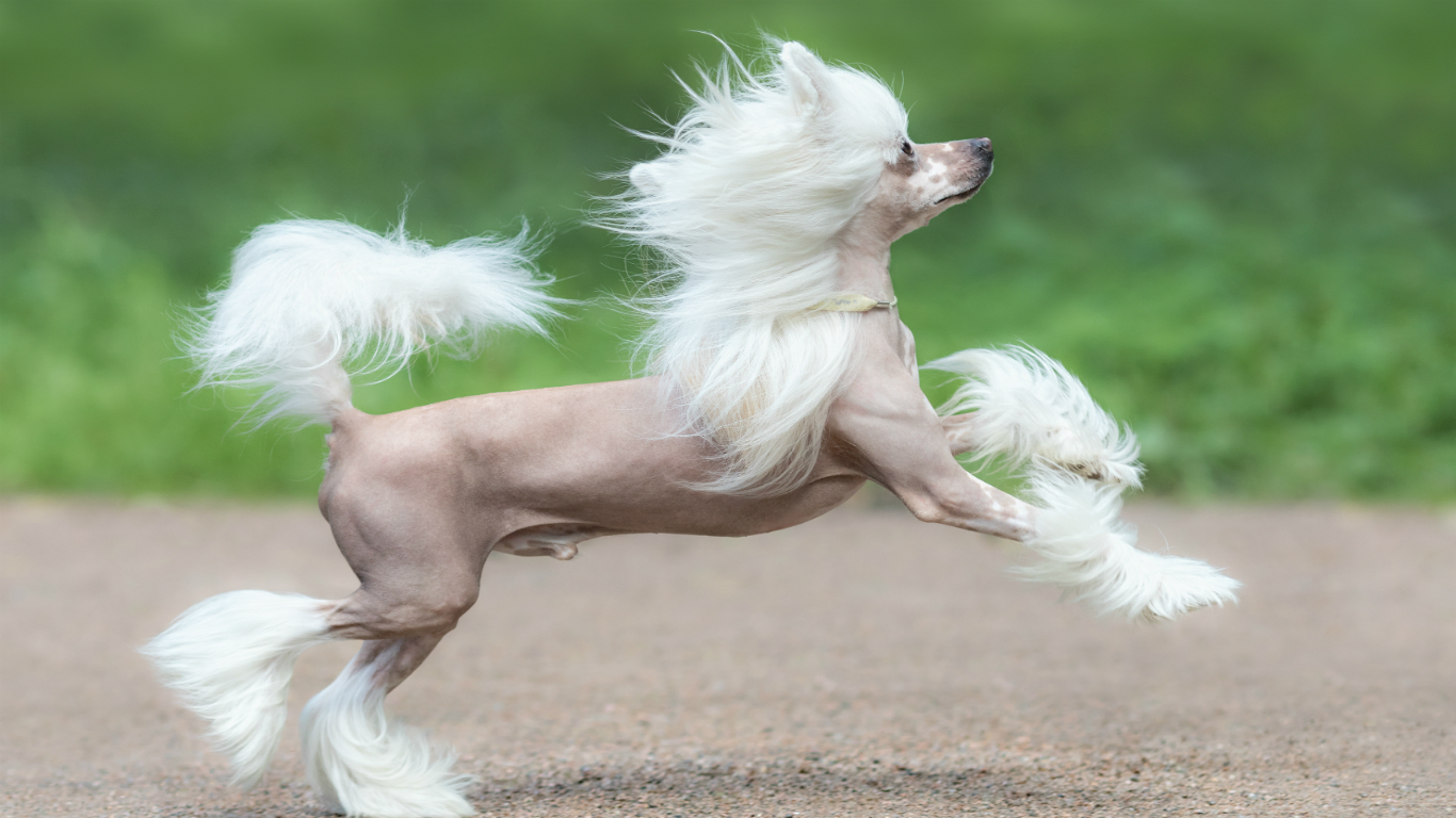 狗狗16种过敏原,16种狗品种