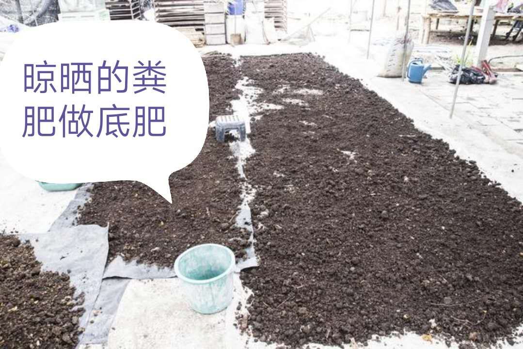 茄子苗发病用什么农药防治,茄子苗的病怎么治疗最好